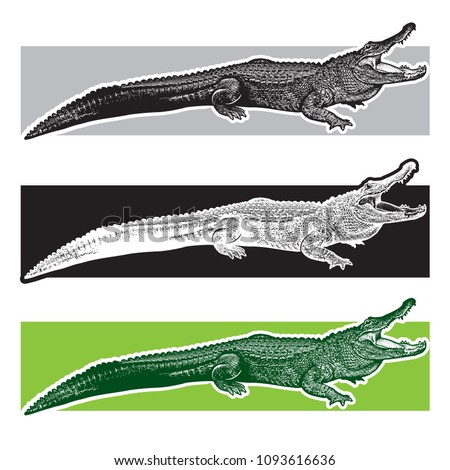 American alligator. Florida gators.
Monochrome vector graphic illustration of reptile - drawn graphic art in the engraving style, design element for logo or template.