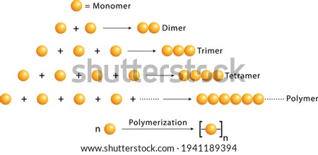 polymerization reaction, polymer units, how does polymerization occurs?