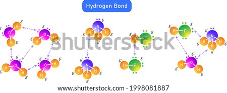 hydrogen bond between water molecules and  between different types of molecules