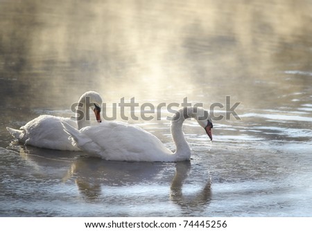 two swans in fogy morning