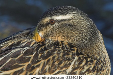 Sleeping duck with it\'s head on top of the wings