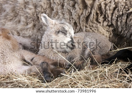 3 days old Easter lambs are sleeping on the ground with his siblings and mother enjoying the first sun in March