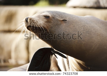Relaxed sea lion scratching his chin. Short DOF