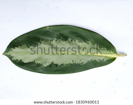 Shutterstock Puzzlepix