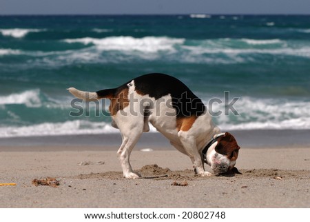 beagle dog listening to the sea