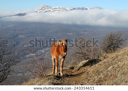 Lonely horse walking on the mountain track. Crimea. Demerdzhi mountain.