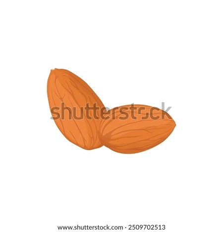 Vector illustration of almond nut in cartoon flat style. Delicious tasty almond snack, raw almonds in shell, crunchy almond nuts on white, labeling for healthy breakfast, meals, desserts. 