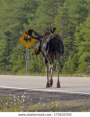 moose reads sign