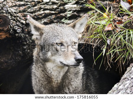 close up of red wolf