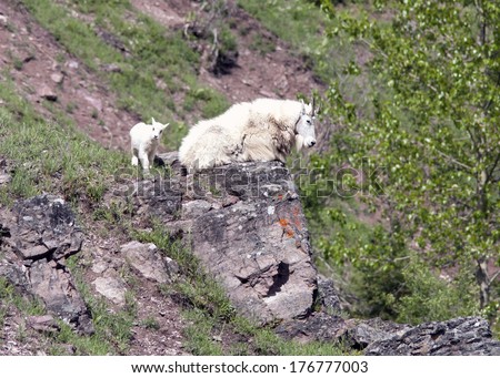 father and baby mountain goat
