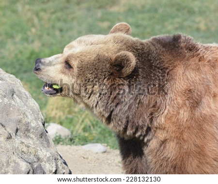 brown bear eating with mouth open