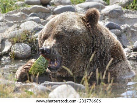 large brown bear eating watermelon