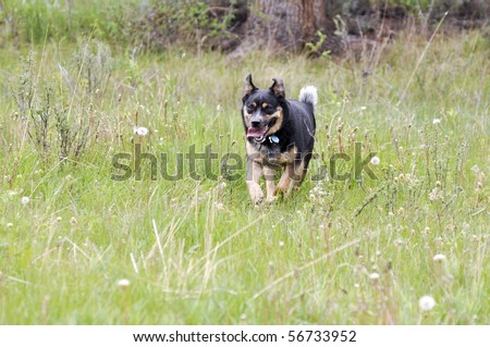 dog on the run