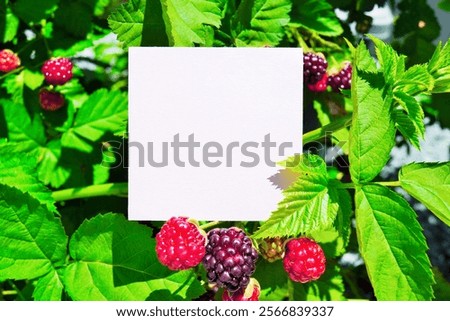 Similar – lila Beeren am Liebesperlenstrauch (Callicarpa)