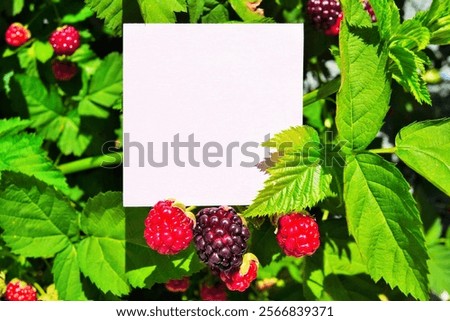 Similar – lila Beeren am Liebesperlenstrauch (Callicarpa)