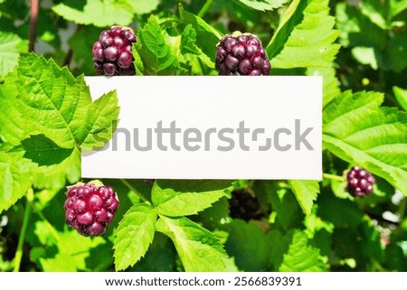 Similar – lila Beeren am Liebesperlenstrauch (Callicarpa)