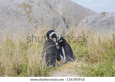 Penguins in love, False Bay, Boulders Bay, Simon\'s Town, Western Cape, Cape Town, South Africa