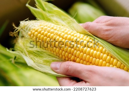 Similar – Image, Stock Photo Corn cobs (in the maize field)