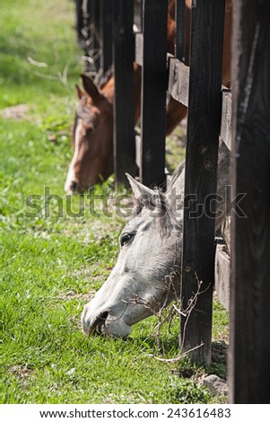 Horses poking their heads through the fence to get to the grass on the other side. Grass is greener concept.