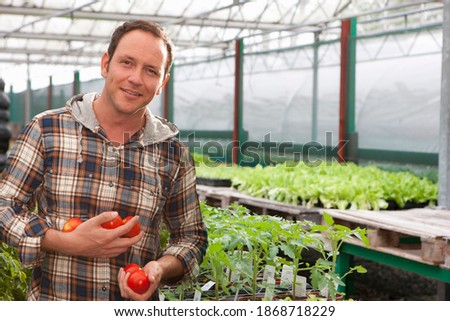 A medium shot of a man standing and smiling at camera while holding tomatoes in a greenhouse.
