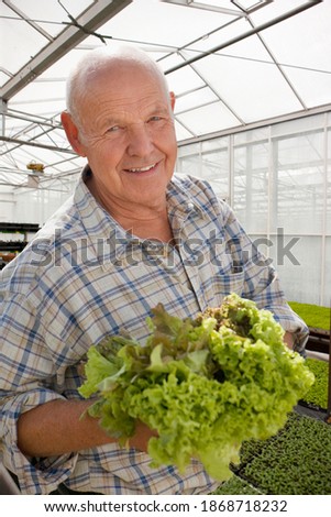 A portrait shot of a senior man smiling at camera while holding lettuce in a greenhouse.