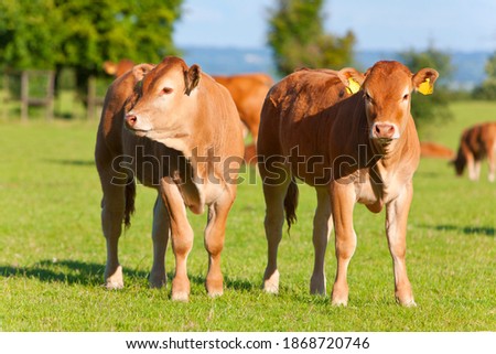 Similar – Image, Stock Photo Cow herd 2 in the fog above the Achensee in Tirol in Austria