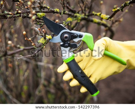 Hands with gloves of gardener doing maintenance work, cutting the bush
