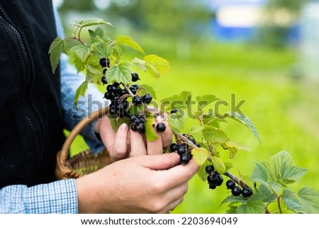 Similar – Image, Stock Photo Ripe black currants hanging on the bush