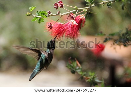 Hummingbird, Arizona, Desert Museum, Flying, Fly, Flower, Drink, Drinking