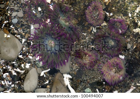 A cluster of colorful sea anemones in a tidal pool at low tide