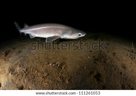 A rare shot of a six gill shark pup 105 ft below the surface during a night dive.