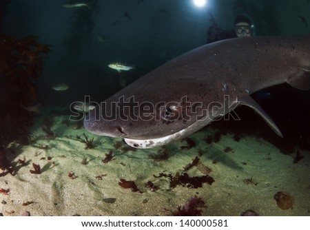 7 gill sharks patrolling the kelp forests of California