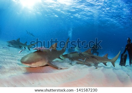 Lemon sharks kicking up some sand for a bite of bait.