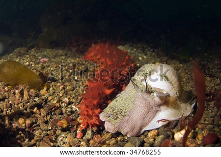 Could it be possible for an orange sea cucumber and a Lewis moon snail to find love and affection in the ocean depths?