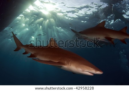 Lemon sharks are cousins to tiger sharks