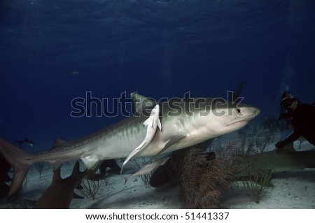 A tiger sharks swims above a pack of lemon sharks in the Caribbean