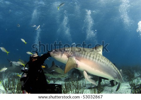 A diver fending off a ten foot tiger shark on the ocean floor.