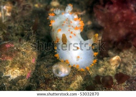 sea clown nudibranch meanders across the ocean floor in the cold waters of Puget Sound