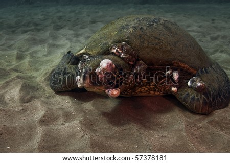 Tumors growing on a green sea turtle caused by pesticides and pollution