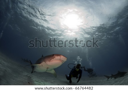 Tiger sharks at Tiger Beach in the Bahamas