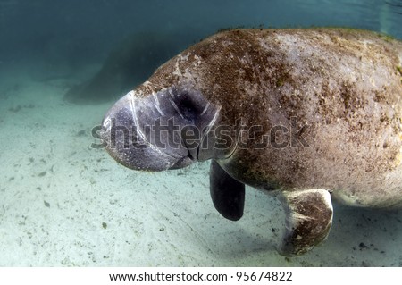 Once mistaken for mermaids, manatees are nothing like the mythical creature they thought they were.