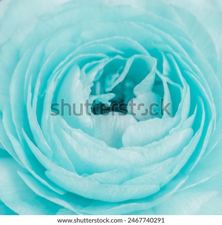 Similar – Image, Stock Photo Tender ranunculus flowers