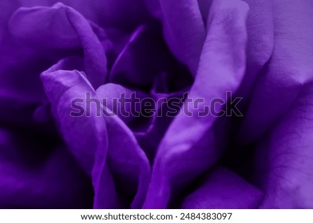 Similar – Image, Stock Photo Lovely purple flowers close up