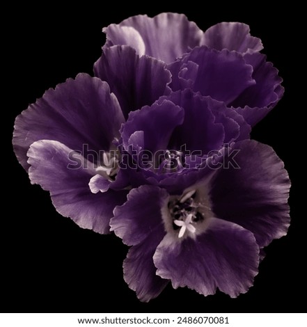 Similar – Image, Stock Photo purple flowers on dark watery background
