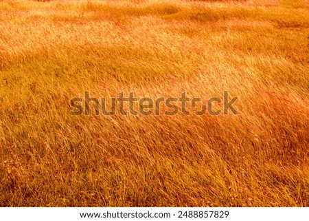 Similar – Image, Stock Photo Dry grasses in the backlight of the evening sun