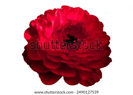 Similar – Image, Stock Photo Delicate red flower of the garden