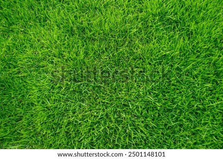 Similar – Image, Stock Photo nature meadow grasses close up with dew drops in the morning mist in black and white