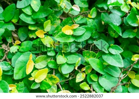 Image, Stock Photo Densely grown hedge with brick wall and garden fence