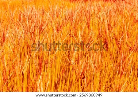 Similar – Image, Stock Photo Rye field background during summer sunset back light with details on kernels, Austria