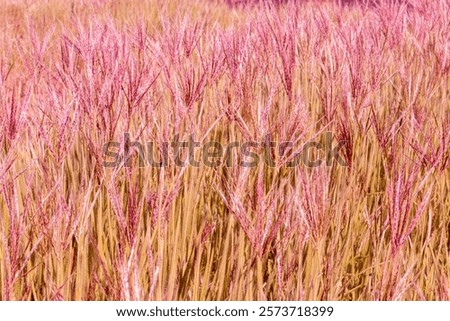 Similar – Image, Stock Photo Rye field background during summer sunset back light with details on kernels, Austria